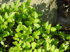Aegopodium podagraria