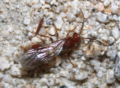Sphaeropthalmini