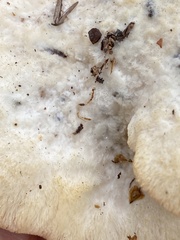 Climacocystis borealis