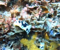 Polycera capensis