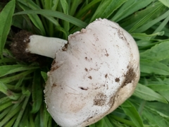 Agaricus