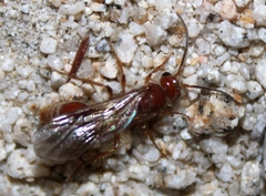 Sphaeropthalmini