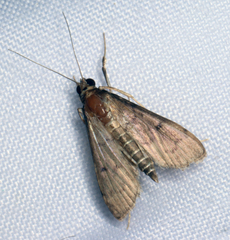 Herpetogramma phaeopteralis