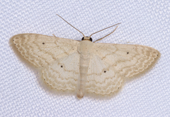 Scopula benitaria