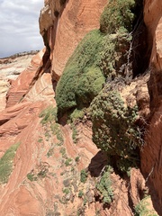 Petrophytum caespitosum