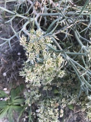 Echinophora spinosa