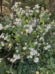 Ageratina altissima