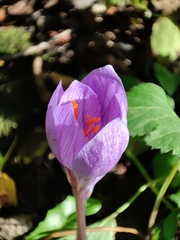 Crocus speciosus