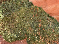 Petrophytum caespitosum