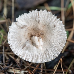 Leucoagaricus barssii