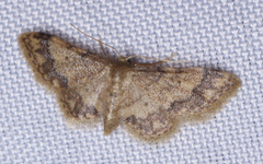 Idaea celtima
