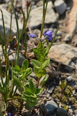 Veronica cusickii