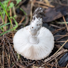 Leucoagaricus barssii