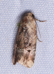 Elaphria chalcedonia