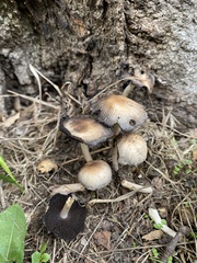Coprinellus micaceus