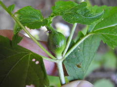 Asphondylia eupatorii