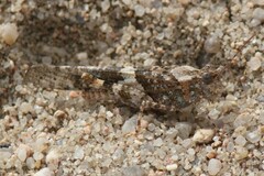 Trimerotropis pallidipennis