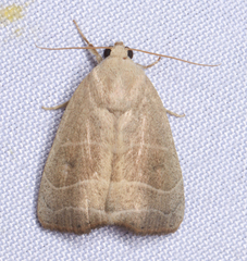 Bagisara rectifascia