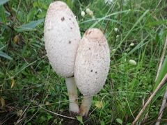 Coprinus comatus