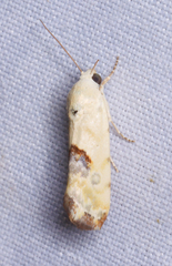 Ponometia libedis