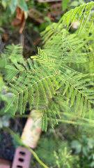Desmanthus illinoensis