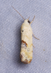 Ponometia libedis