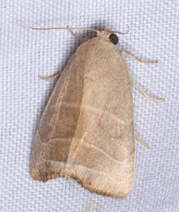 Bagisara rectifascia