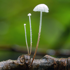 Marasmius