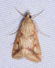 Achyra bifidalis