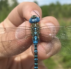 Aeshna affinis