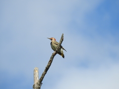 Colaptes auratus luteus