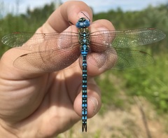 Aeshna affinis