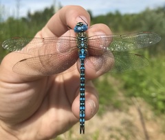 Aeshna affinis
