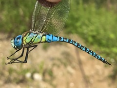 Aeshna affinis