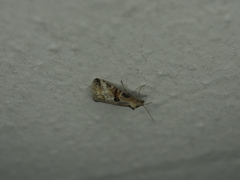 Zebeeba falsalis