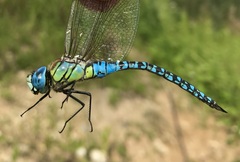 Aeshna affinis