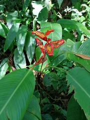 Heliconia irrasa image