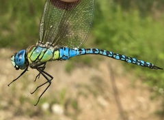 Aeshna affinis