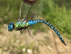 Aeshna affinis