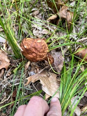 Hemileccinum rubropunctum