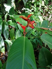 Heliconia irrasa