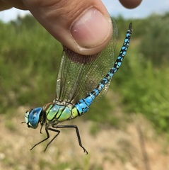 Aeshna affinis