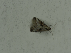 Zebeeba falsalis