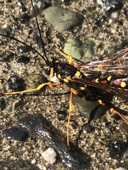 Megarhyssa nortoni