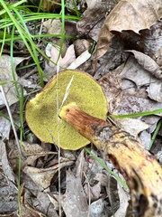 Hemileccinum rubropunctum