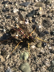 Megarhyssa nortoni