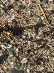 Megarhyssa nortoni