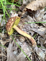 Hemileccinum rubropunctum
