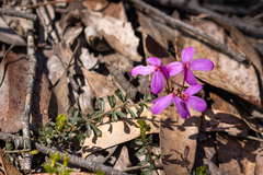 Tetratheca bauerifolia