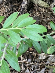 Vaccinium myrtilloides